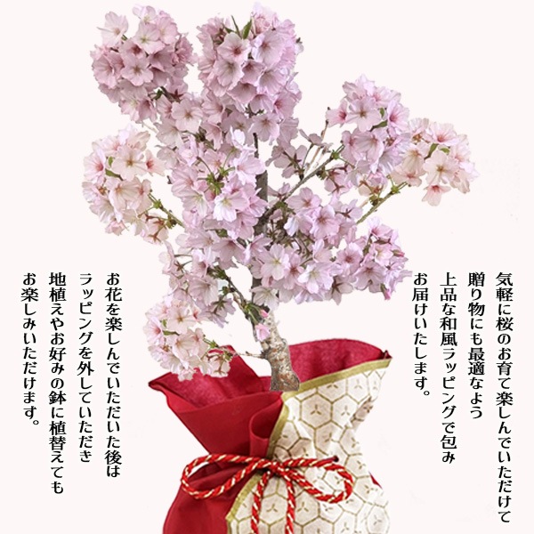 �٤�Ƥ�������������եȺ�����������¾��*���������å����������ɤ�������åԥ��ա�bonsai