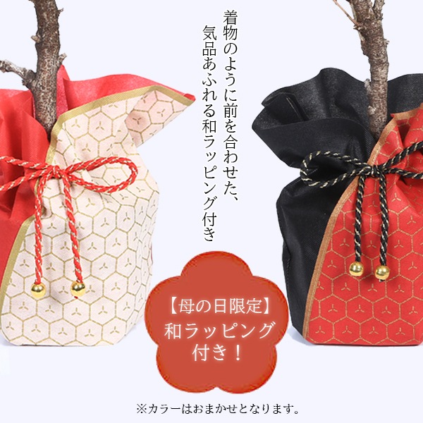 �٤�Ƥ�������������եȺ�����������¾��*���������å����������ɤ�������åԥ��ա�bonsai
