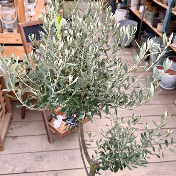 オリーブの木,た植物/観葉植物 シプレッシーノ『綺麗な樹形。全長約340㎝ オリーブの木,た植物/観葉植物シプレッシーノ『綺麗な樹形。樹高約140