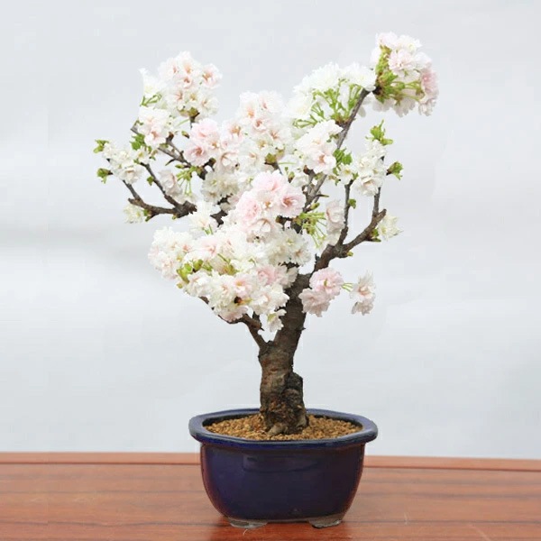 ٤Ƥ ץ쥼ȡߺϡȬź(;ĥåȭ)*åԥ