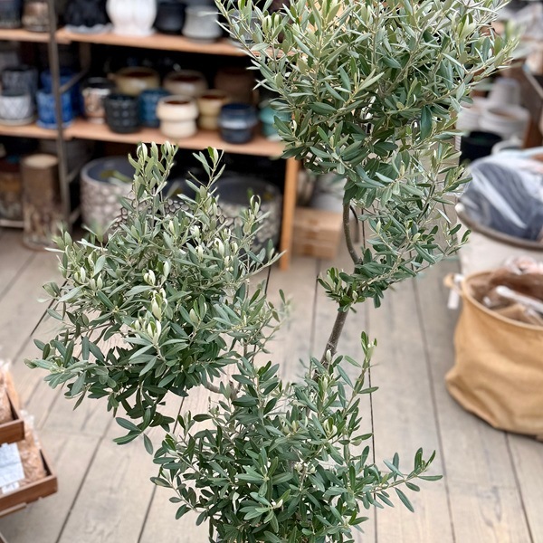 オリーブ鉢植え　SOUJUシプレッシーノ 1d78975bde831f96598ce681ea8454