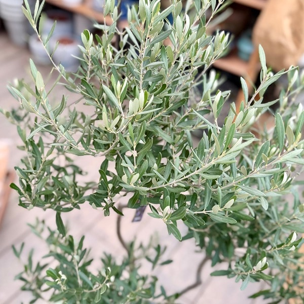 おしゃれ 観葉植物：オリーブの木 シプレッシーノ 8号*現品6 SOUJU 創
