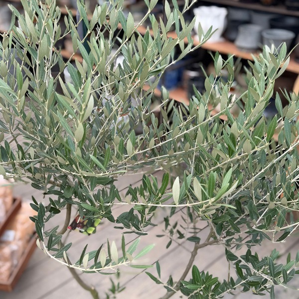 おしゃれ 観葉植物：オリーブの木 ミッション 8号*現品23 SOUJU 創樹