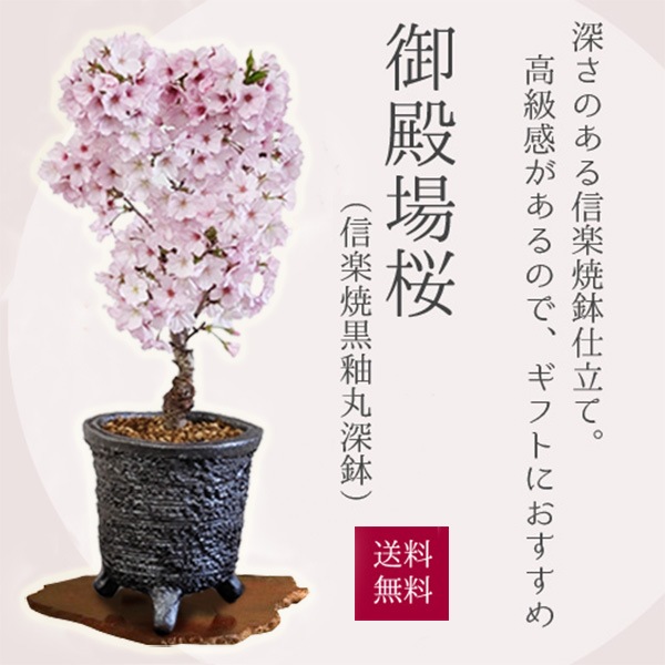���ߺϡ����¾��(���ھƹ��شݿ�ȭ)*�����顡sakura������̵����2025ǯ���ֽ�λ��bonsai