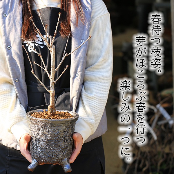 ���ߺϡ����¾��(���ھƹ��شݿ�ȭ)*�����顡sakura������̵����2025ǯ���ֽ�λ��bonsai