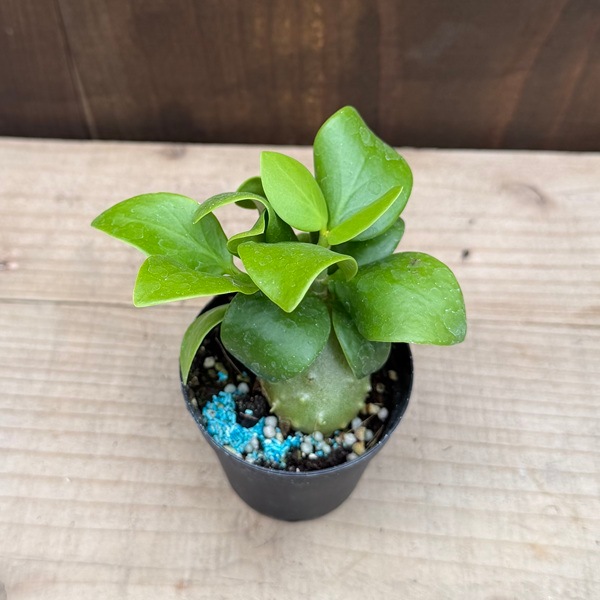 観葉植物 成長中 緑色の葉 つぼみあり アリ植物 観葉植物：ヒドノフィツム パプアナム*プラポット | すべての