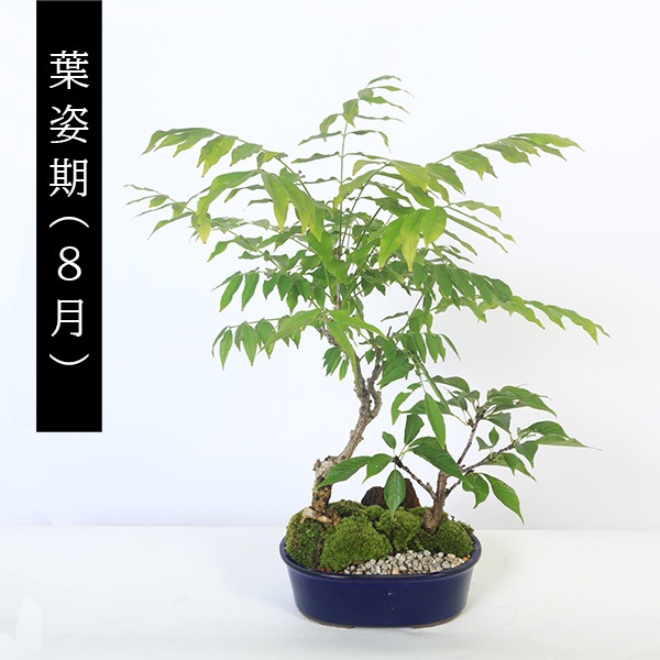 ��ʪ�ߺϡ�����ƣ��*����ƣ��* (�߸ž����ʱ�ȭ)������̵���ۡ�2026ǯ�ճ���ͽ���bonsai