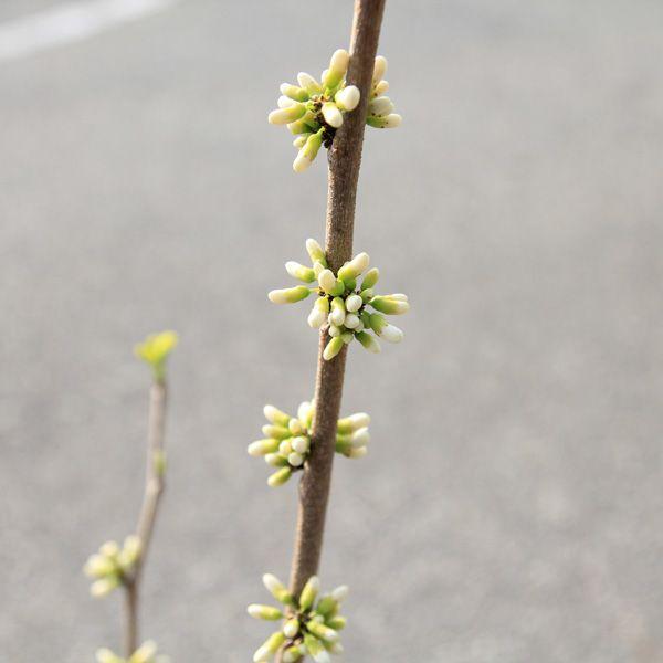 ���ڡ����ڡ��ϥʥ���������֡˾�����ȭ�����ˤ⥪�����ᡪ