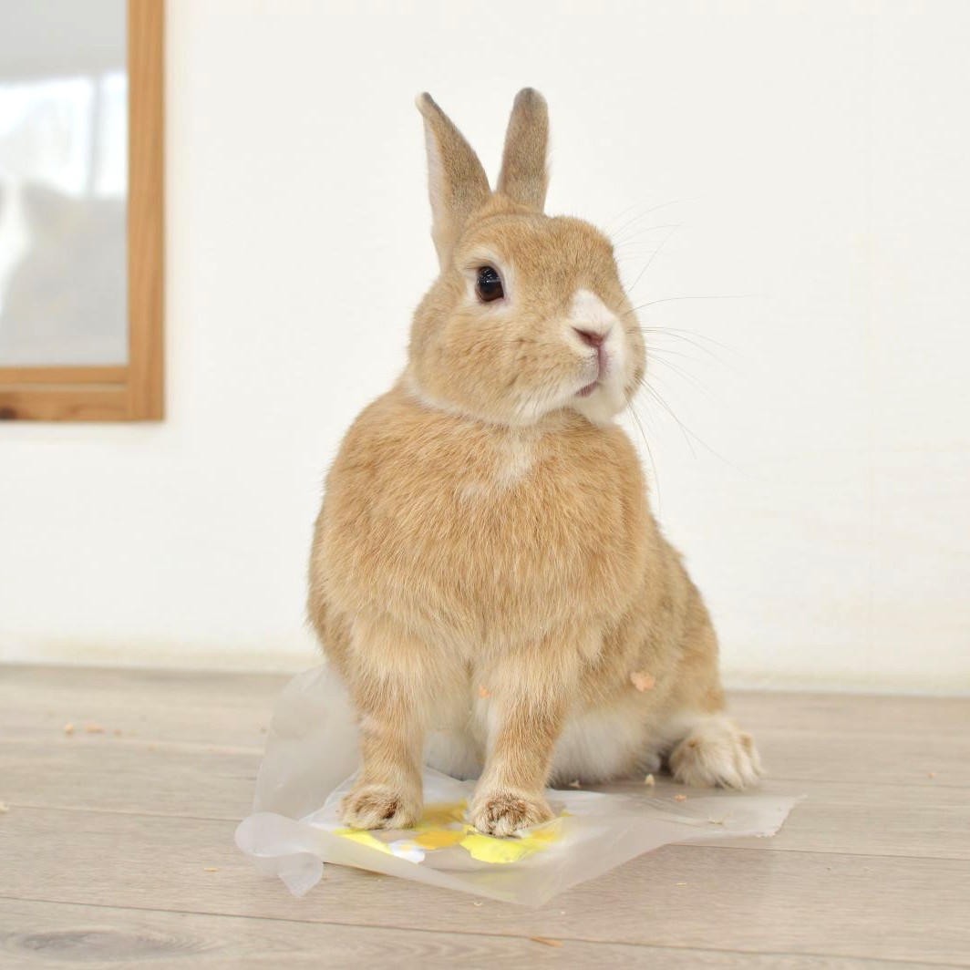 ưʪΤդߤդߥڥȥȡҾΤɤ֤Ĥ1Ĥκ