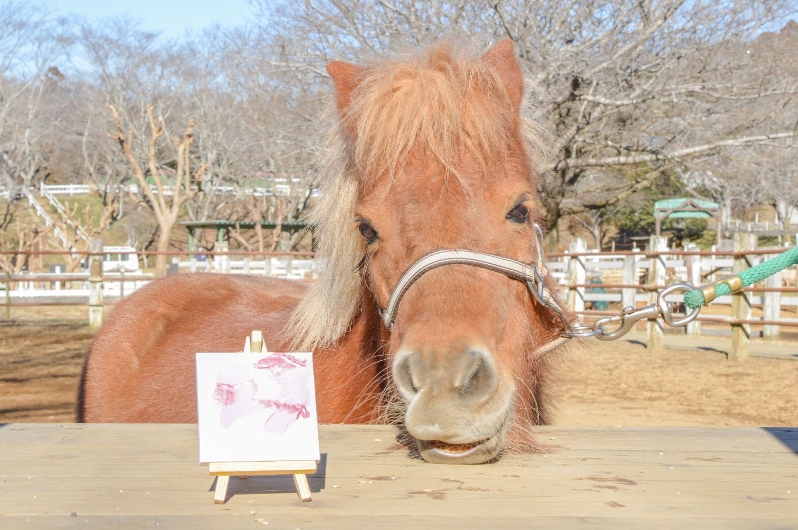 ưʪΤդߤդߥڥȥȡҾΤɤ֤Ĥ1Ĥκ