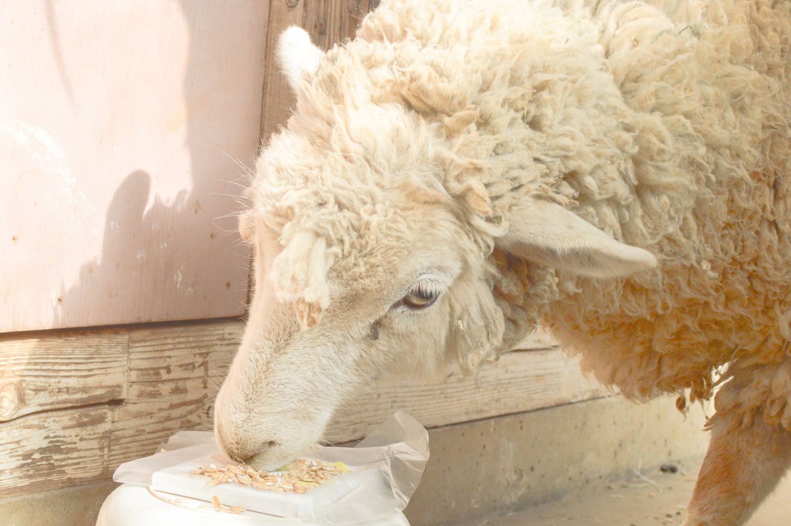 ưʪΤդߤդߥڥȥȡҾΤɤ֤Ĥ1Ĥκ