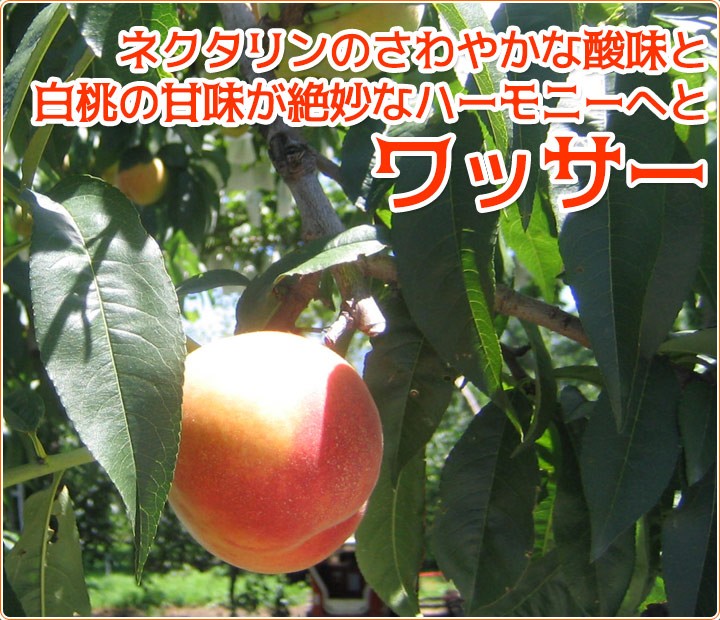 56信州産　早生ワッサー家庭用3キロ2箱 56信州産 早生ワッサー家庭用3キロ2箱 桃 ワッサー」の人気商品