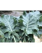 ������Ȫ�֥֥��å��꡼���ա�