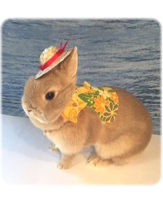 うさぎ用 ハーネス 洋服 アロハハーネス トロピカルイエロー うさぎ用品の購入なら ゆめみる うさぎ 札幌のうさぎ専門店 うさぎ用 ハーネス 洋服 アロハハーネス トロピカルイエロー うさぎ用品の購入なら ゆめみる うさぎ 札幌のうさぎ専門店