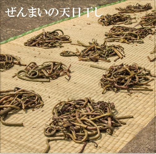 魚沼産天然ぜんまい 中太 1kg 魚沼産天然ぜんまい 中太 1kg 2025年最新】魚沼産ぜんまいの人気