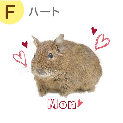 ꥸʥ륨Хå 
