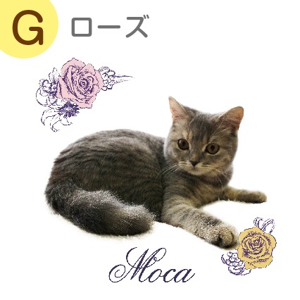 ꥸʥ륨Хå 