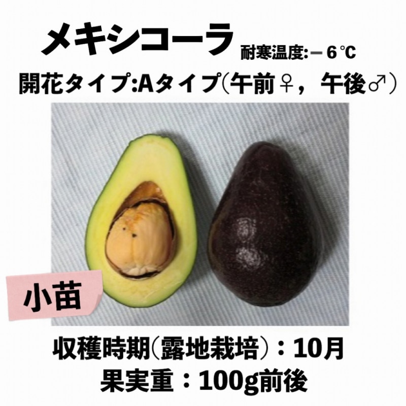 ❾メキシコーラ アボカド Aタイプ 苗木 メキシコーラ (A) 小苗5号ロングポット (接木) Mexicola｜アボカド