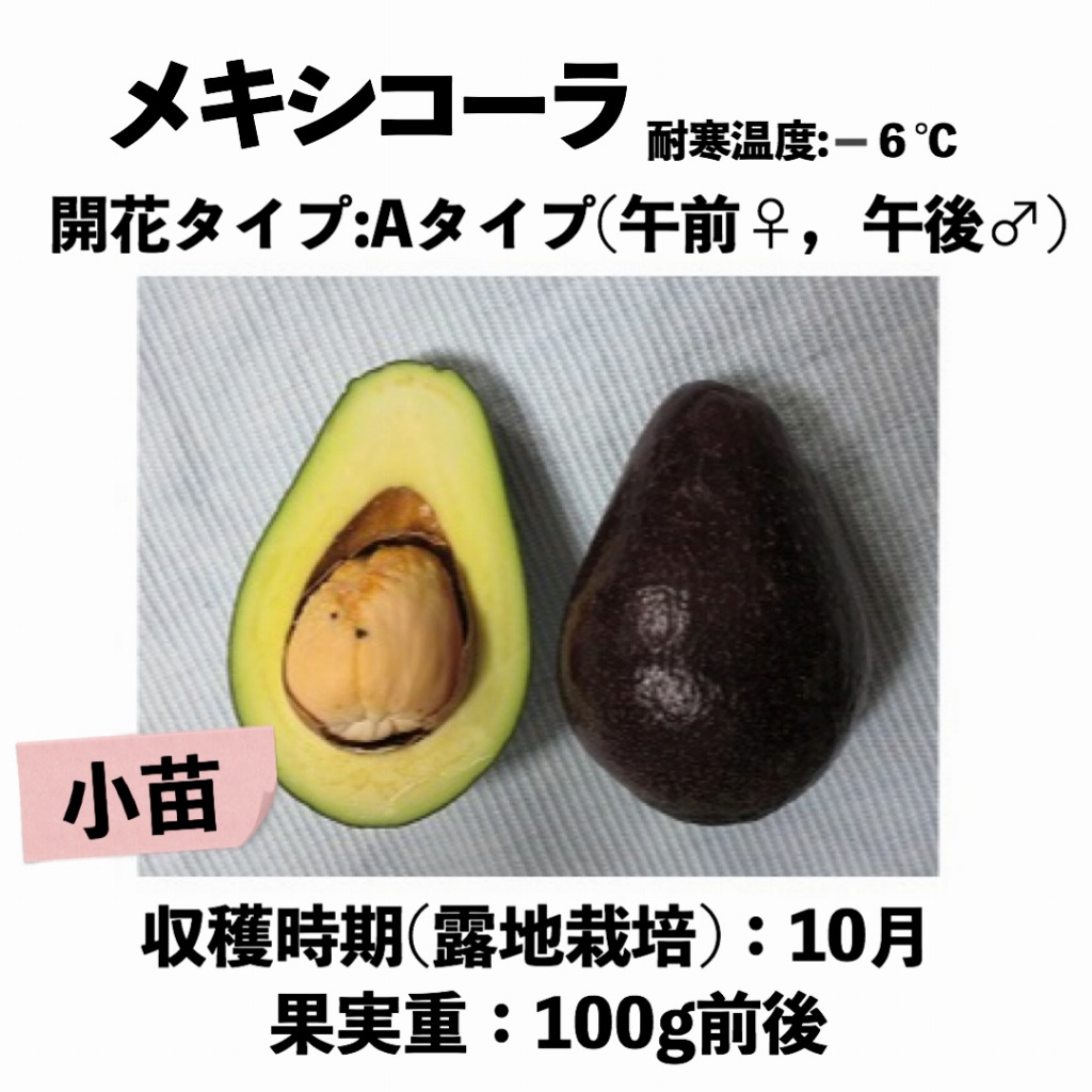 ❾メキシコーラ アボカド Aタイプ 苗木 メキシコーラ (A) 小苗5号ロングポット (接木) Mexicola｜アボカド