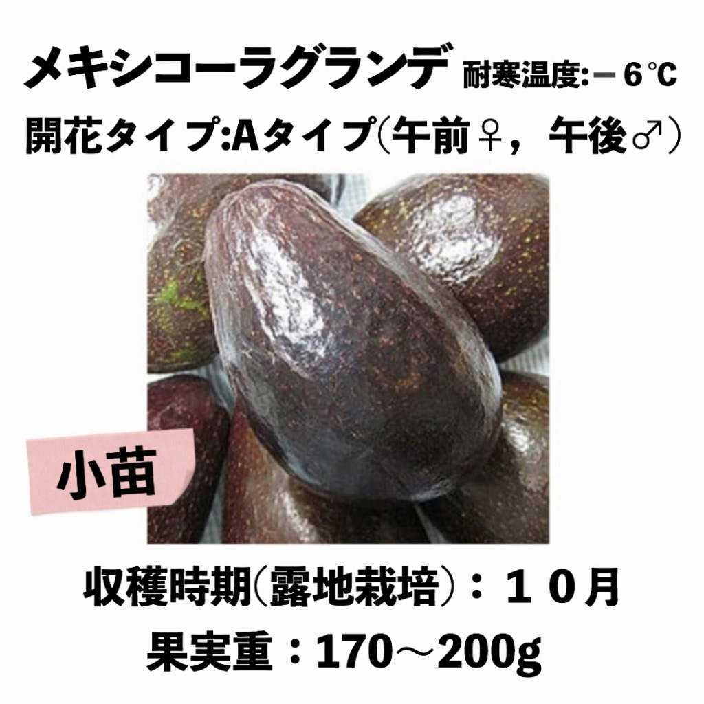 メキシコーラグランデ (A) 小苗5号ロングポット (接木) Mexicola
