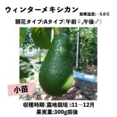 �����󥿡��ᥭ�������A) ���ģ�����󥰥ݥå�(����) Winter Mexican�å��ܥ�������