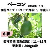 ベーコン (B) 【デューク7台木】4号ロングポット (接木) Bacon