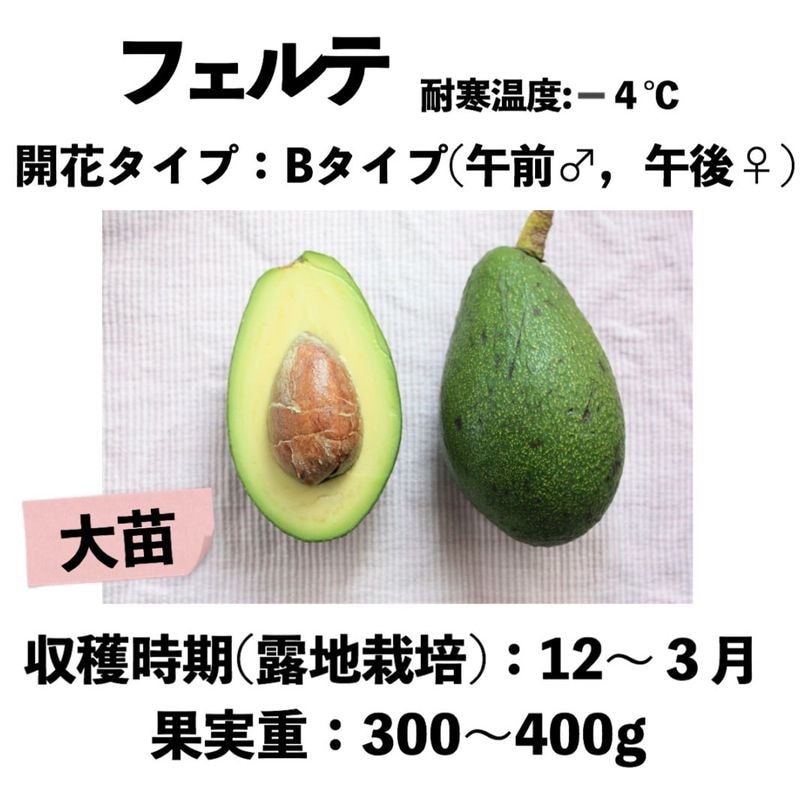 中ぶり・傷物＊国産アボカド【フェルテ】(管理番号：6173） フェルテ種