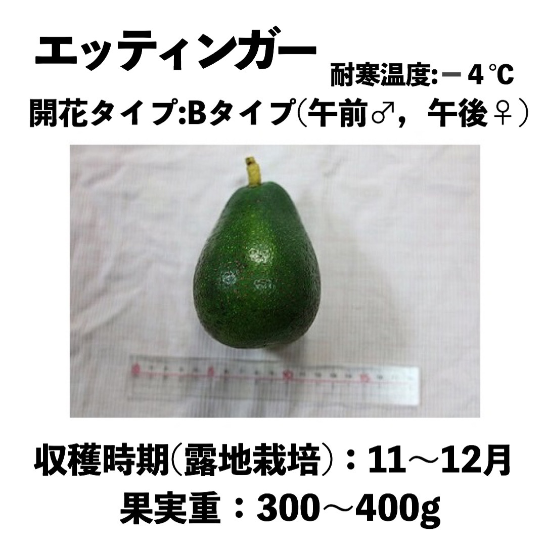 アボカド　デユーク　大苗 アボカド デユーク 大苗 アボカド接木苗 デューク7