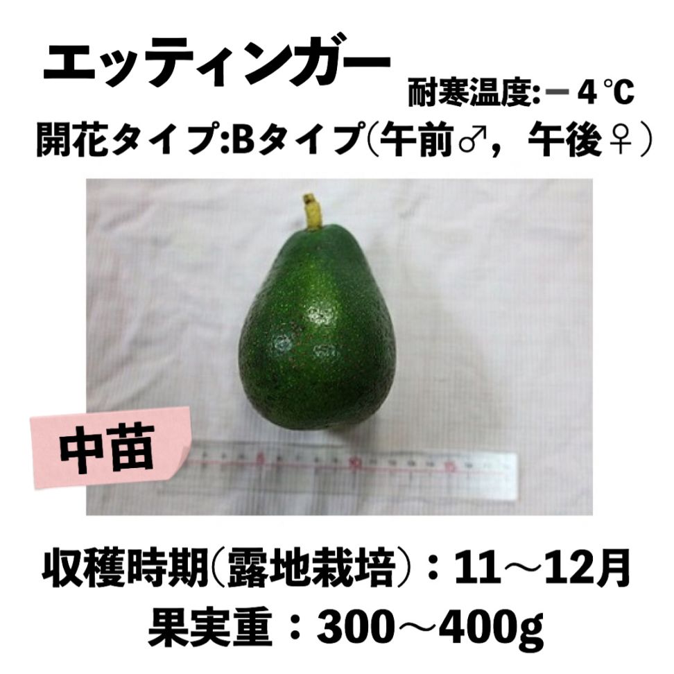 エッティンガー (B) 中苗 5号ロングポット (接木) Ettinger｜アボカド