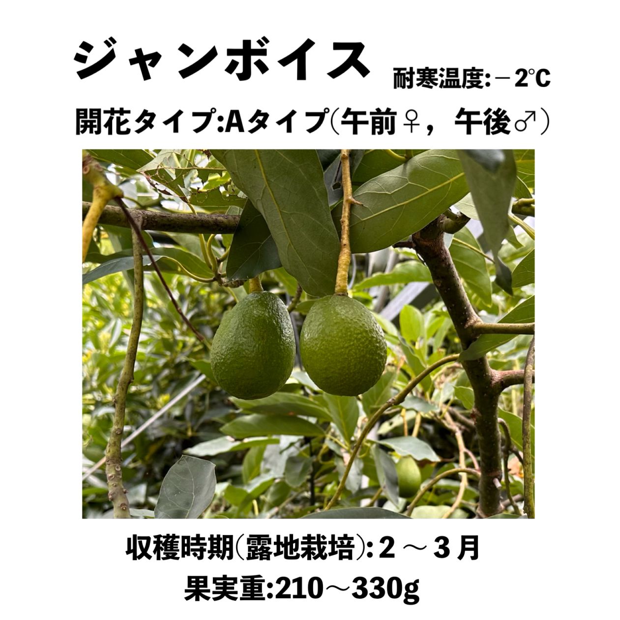 ジャンボイス (A) 大苗 5号ロングポット (接木) Jan Boyce｜アボカド