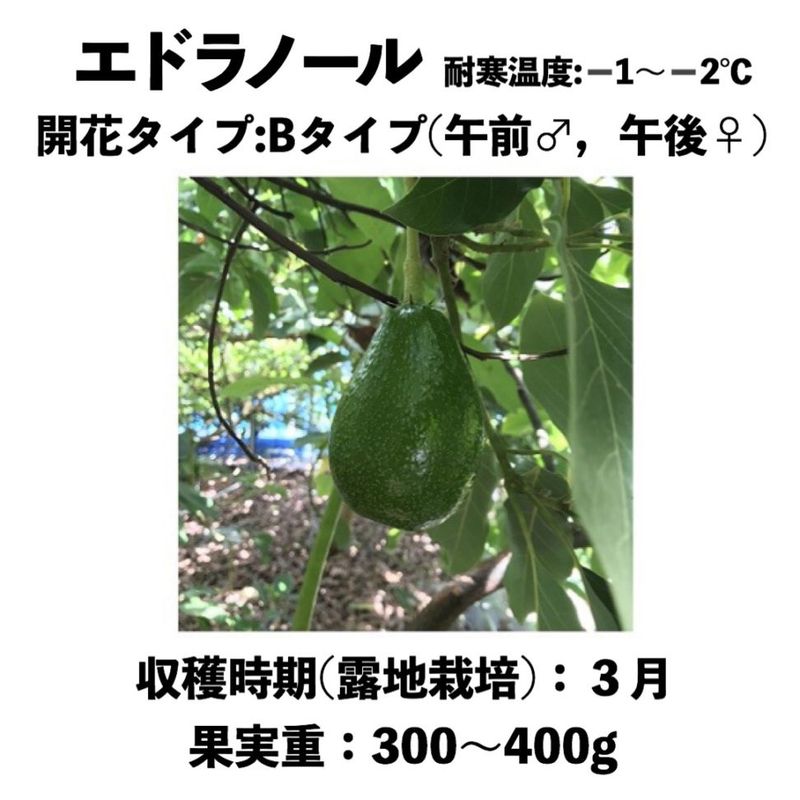 アボカド大苗 エドラノール (B) 大苗 5号ロングポット (接木) Edoranol｜アボカド