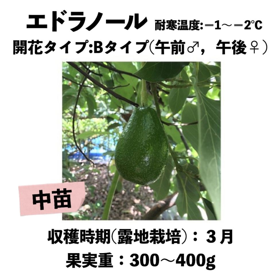 エドラノール (B) 中苗 5号ロングポット (接木) Edoranol｜アボカド