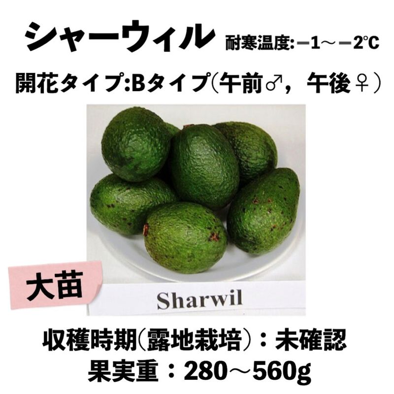 ���㡼������ (B) ���� ������󥰥ݥå� (����) Sharwil�å��ܥ�������