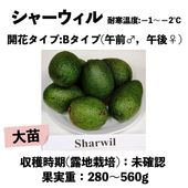 ���㡼������ (B) ���� ������󥰥ݥå� (����) Sharwil�å��ܥ�������