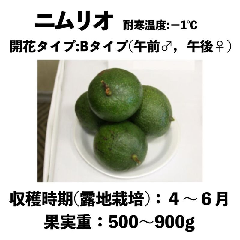 ˥ꥪ (B) ģ󥰥ݥå () Nimliohåܥ