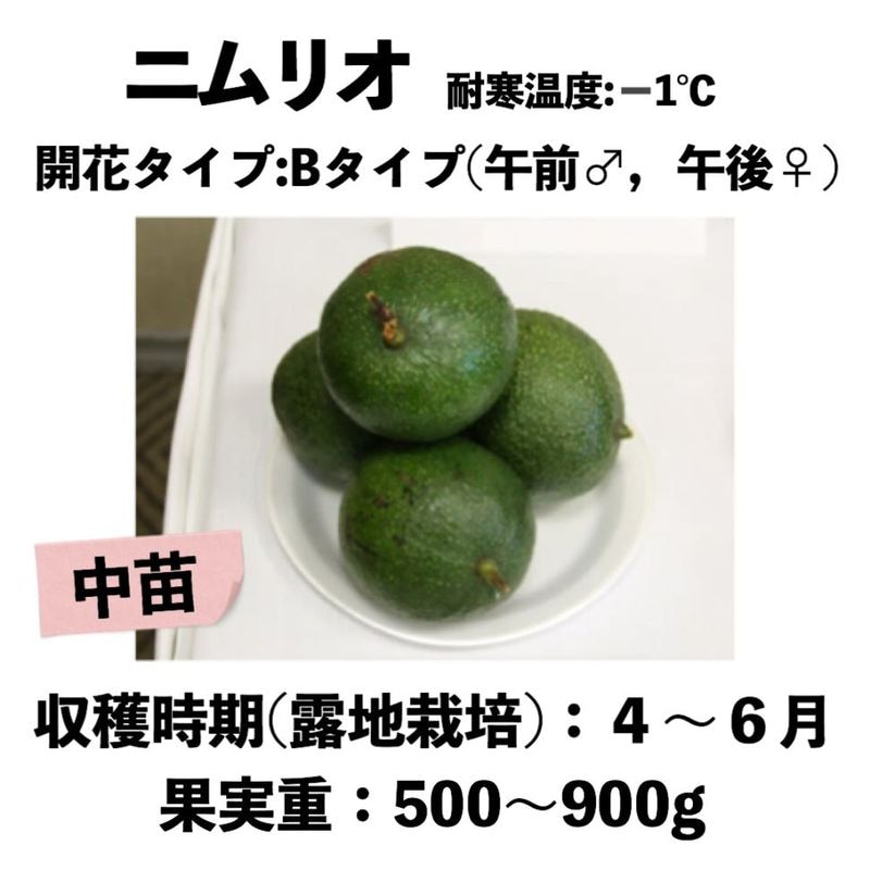 アボカド　接木苗　大苗　ニムリオ ニムリオ (B) 中苗5号ロングポット (接木) Nimlioh｜アボカド苗木