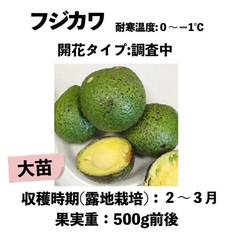 ե   󥰥ݥå () Fujikawaåܥ