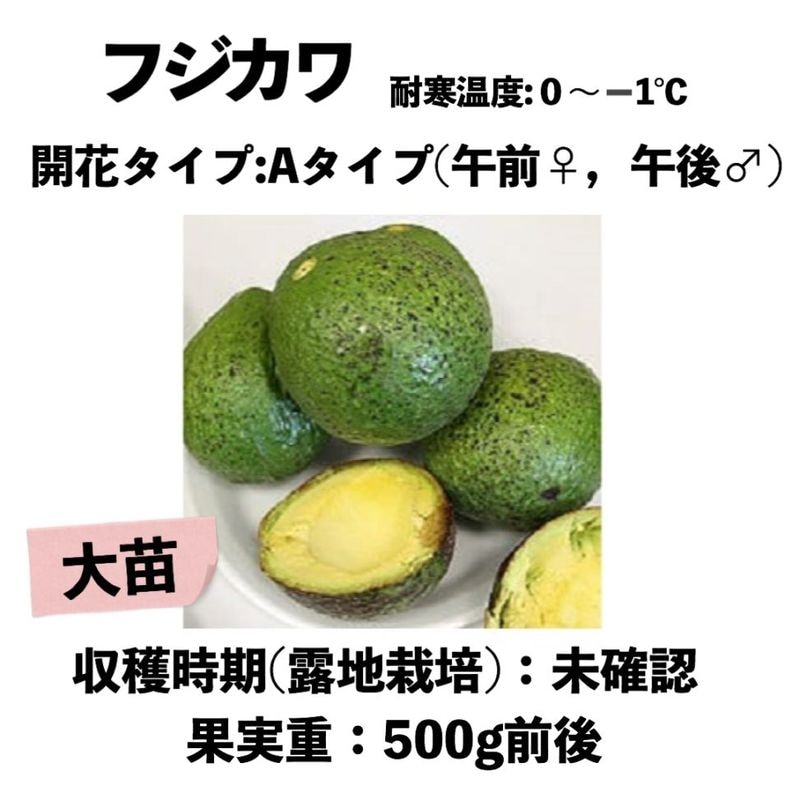 �ե�����  ���� ������󥰥ݥå� (����) Fujikawa�å��ܥ�������