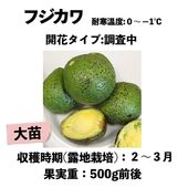 ե   󥰥ݥå () Fujikawaåܥ