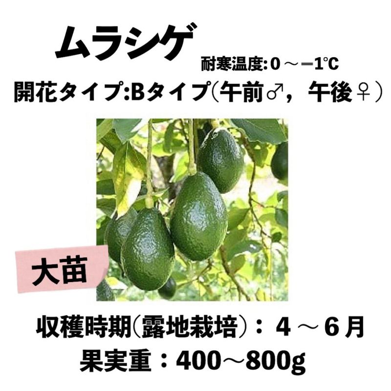 ��饷�� (B) ���� ������󥰥ݥå� (����) Murashige�å��ܥ�������
