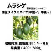 饷 (B)  󥰥ݥå () Murashigeåܥ
