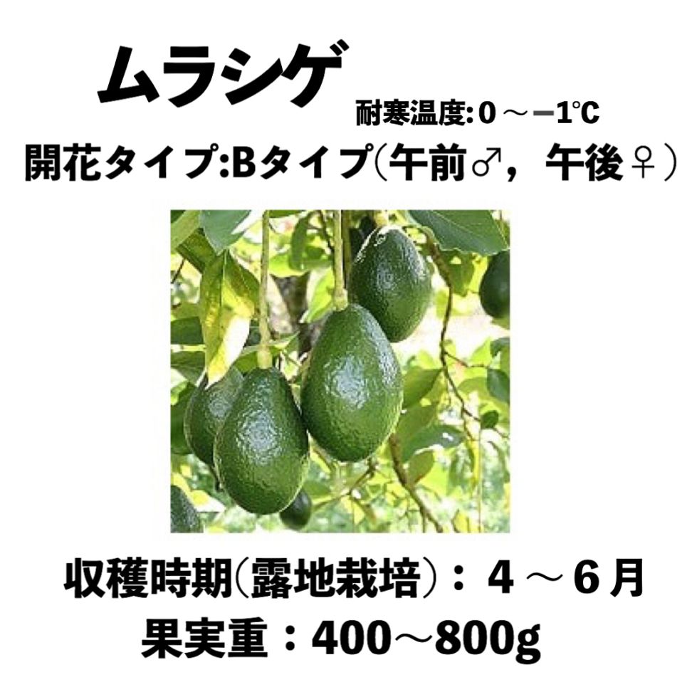 ムラシゲ (B) 中苗 5号ロングポット (接木) Murashige｜アボカド苗木