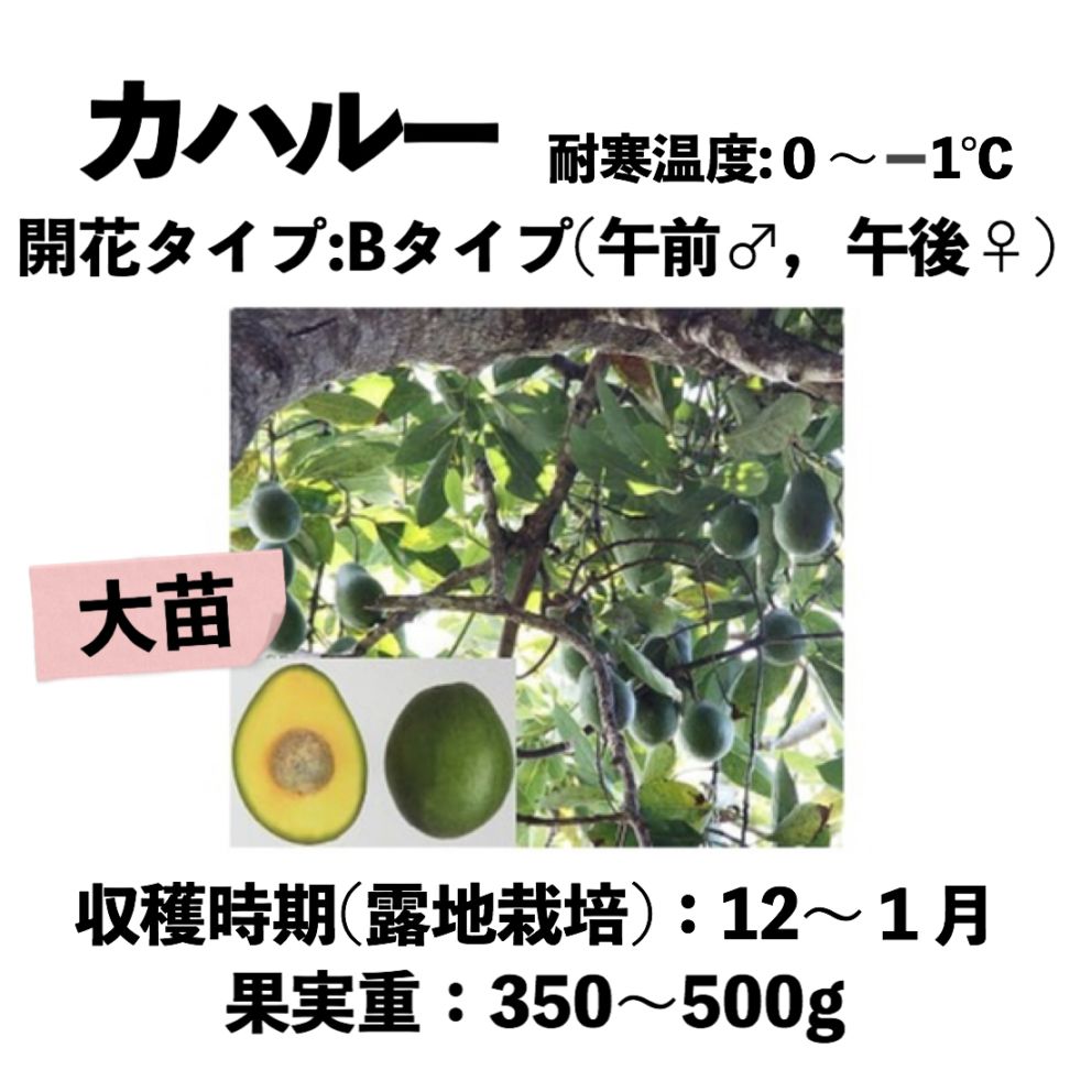 カハルー (B) 大苗5号ロングポット(接木) Kahaluu｜アボカド苗木