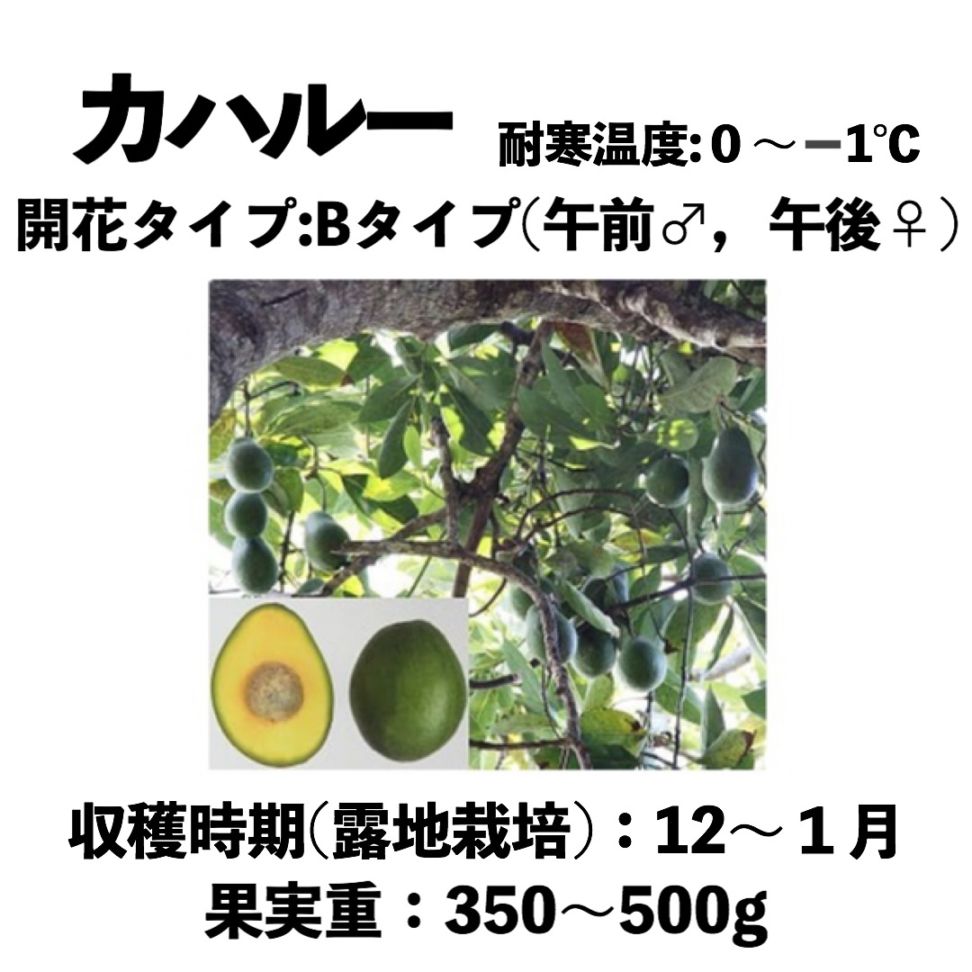 アボカド　デユーク　大苗 アボカド デューク 7 接木苗 特大苗 - メルカリ