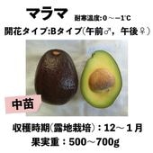�ޥ�� (B) ���� ������󥰥ݥå� (����) Malama�å��ܥ�������