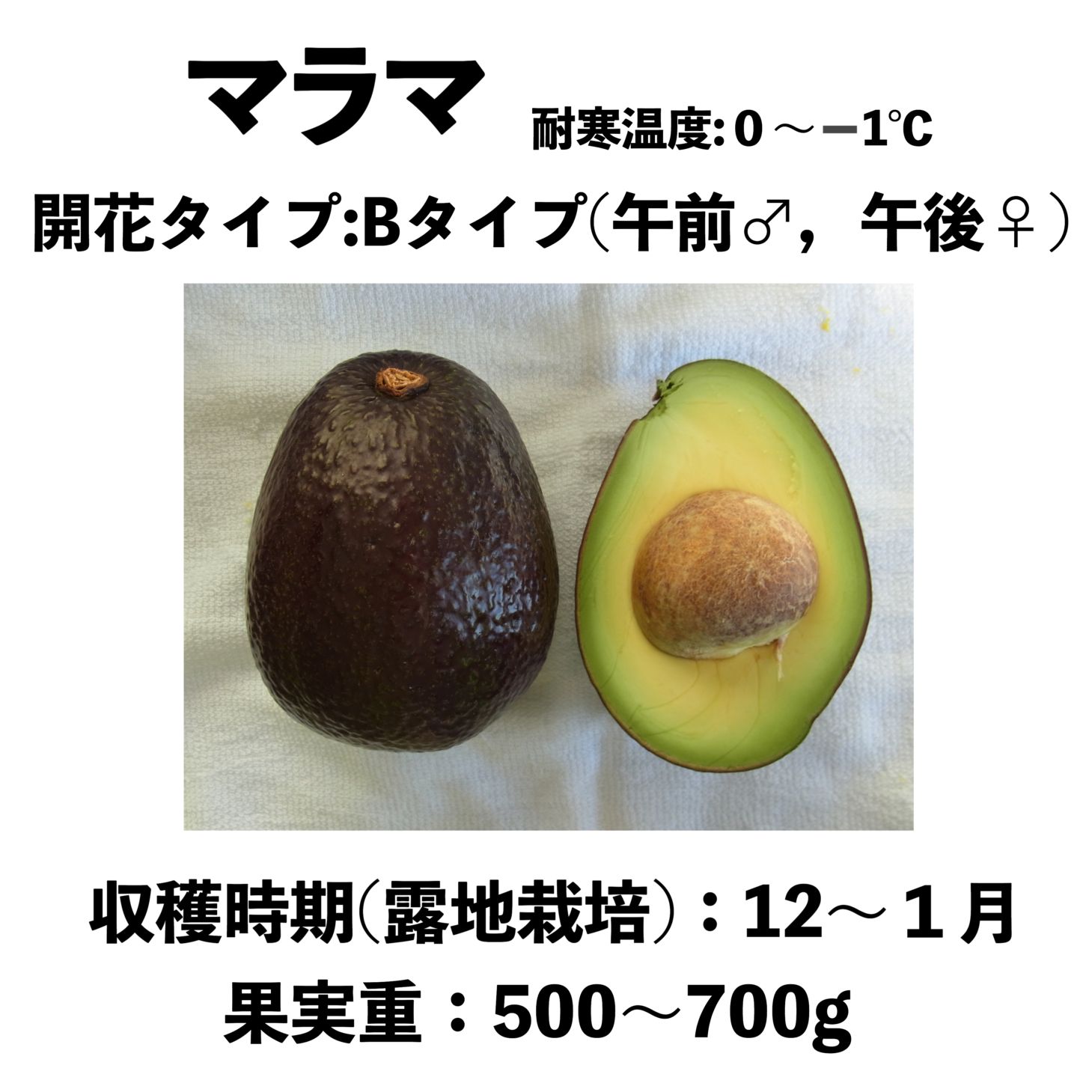 マラマ (B) 大苗 5号ロングポット (接木) Malama｜アボカド苗木