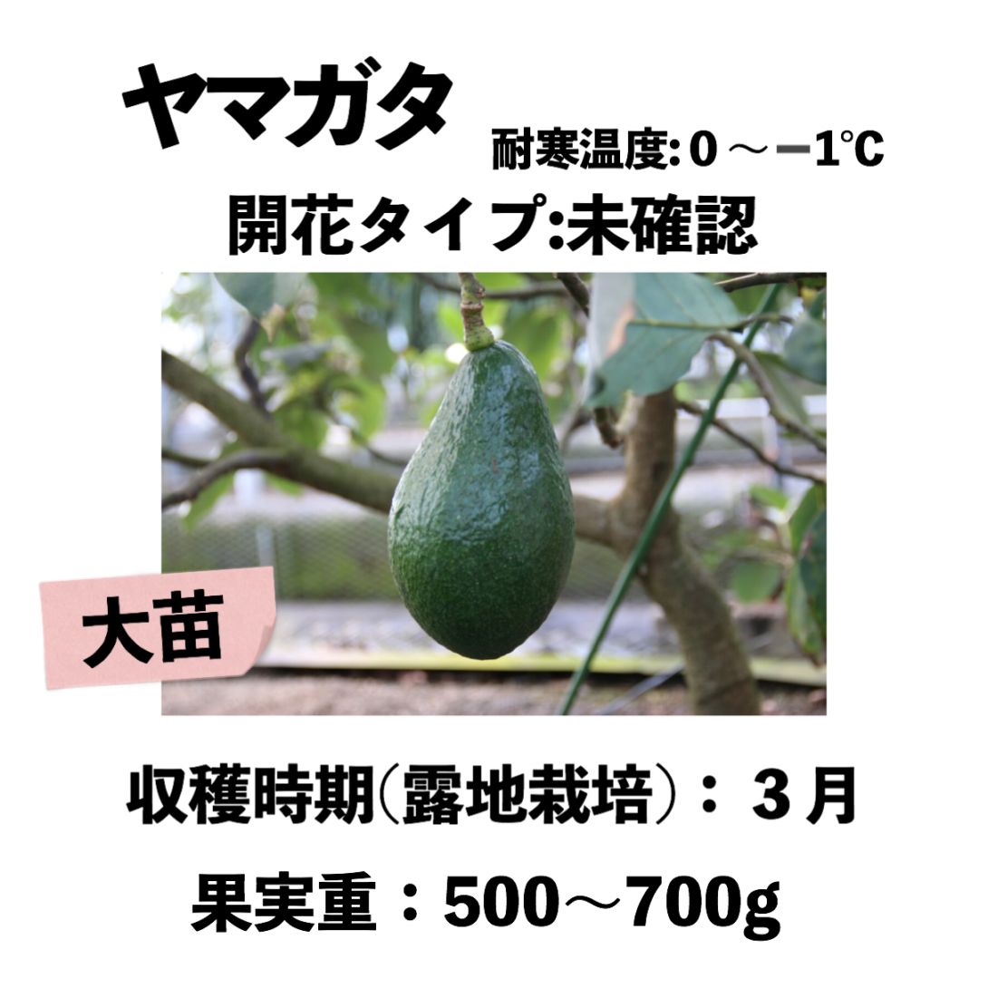 ヤマガタ (B) 大苗 5号ロングポット (接木) Yamagata｜アボカド苗木