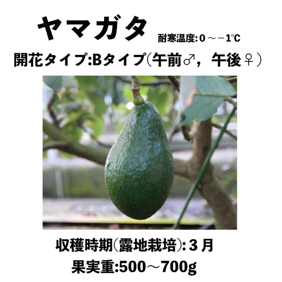 ヤマガタ (B) 大苗 5号ロングポット (接木) Yamagata｜アボカド苗木