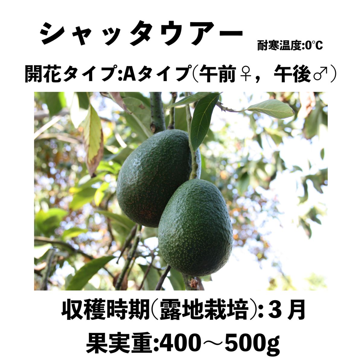 アボカド　スチュワート　大苗 アボカド スチュワート 大苗 アボカド【大苗】 耐寒性2種セット