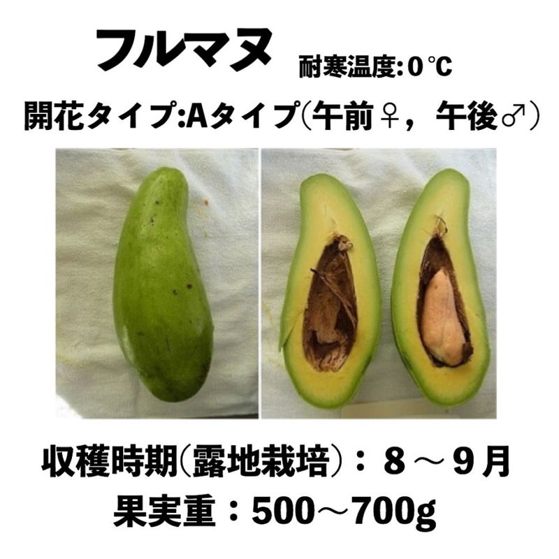 アボカド　デユーク　大苗 0000000006372_P3tjCNW.jpg